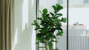 A room with a large window, a potted plant, and a chair. - Luxurious City Penthouse with Panoramic Terrace (Antwerpen)