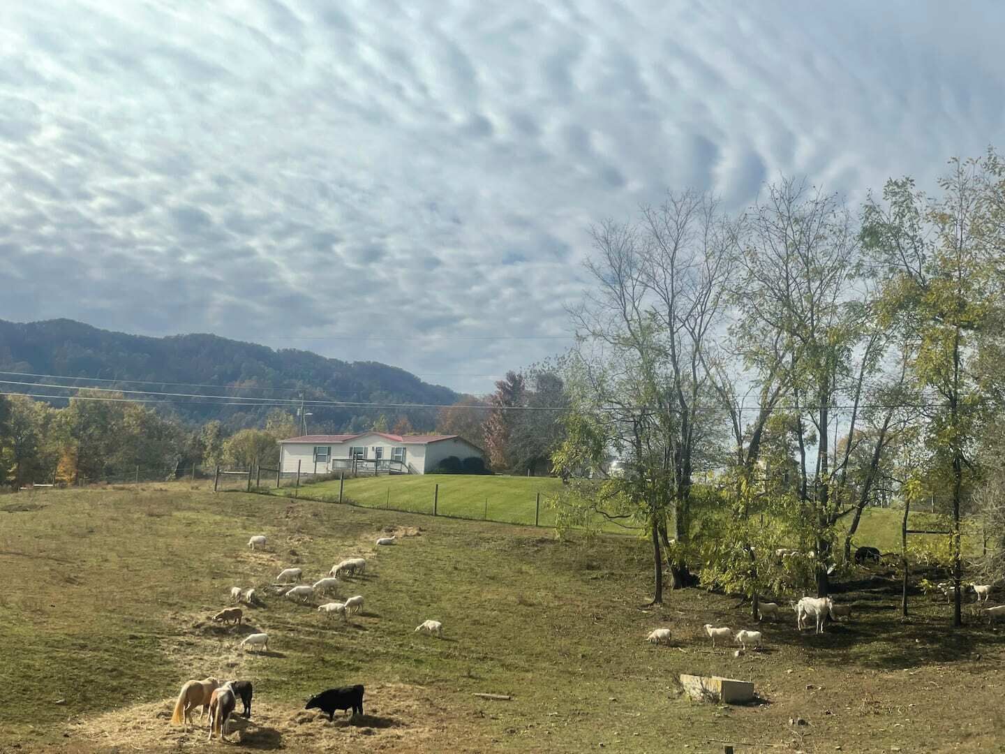 A rural landscape with a house, a fenced field, and grazing animals.