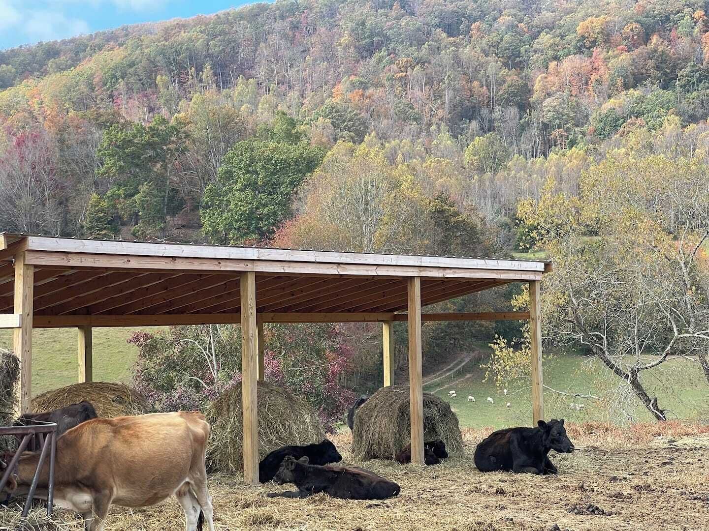 Une grange avec un toit en bois et des bottes de foin, entourée de vaches qui paissent et d’un paysage vallonné.