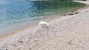 A lake with a white bird on the shore, surrounded by greenery and a mountain. - Jewel on Lake Garda in Garda with Lake View (Garda)
