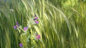 A grassy field with wildflowers and a building in the background. - Off grid Casa Rural MOZa LUZe (El Pilar)