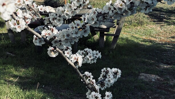 A tree with white blossoms, a wooden bench, and a white umbrella. - Off grid Casa Rural MOZa LUZe (El Pilar)