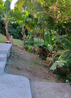 Property grounds - Daily Spot - Tranquil two-bedroom apartment surrounded by lush tropical views. (QRM5+65X St John's, Montserrat)