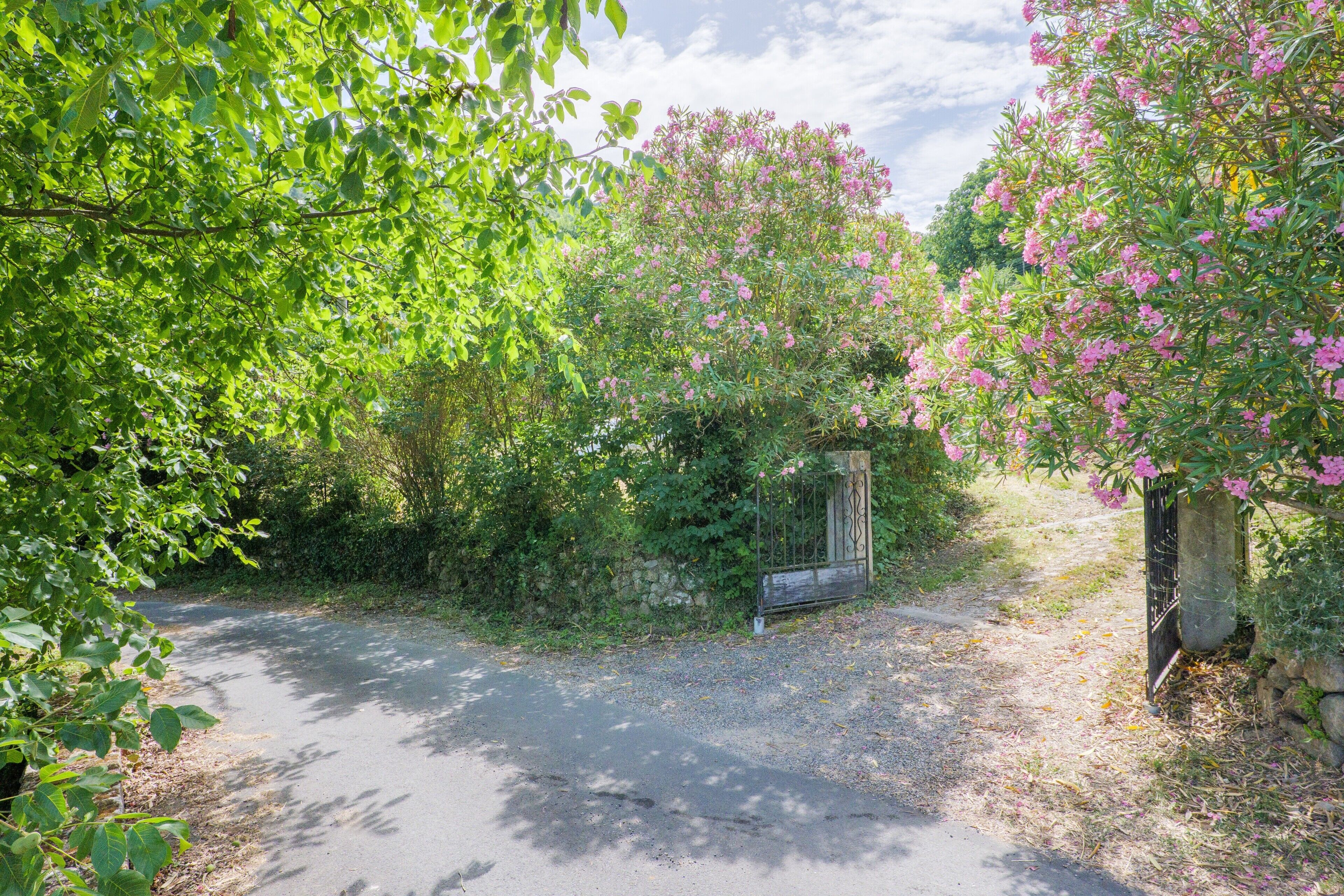 A paved path leading through a garden with flowering bushes and a stone wall.
