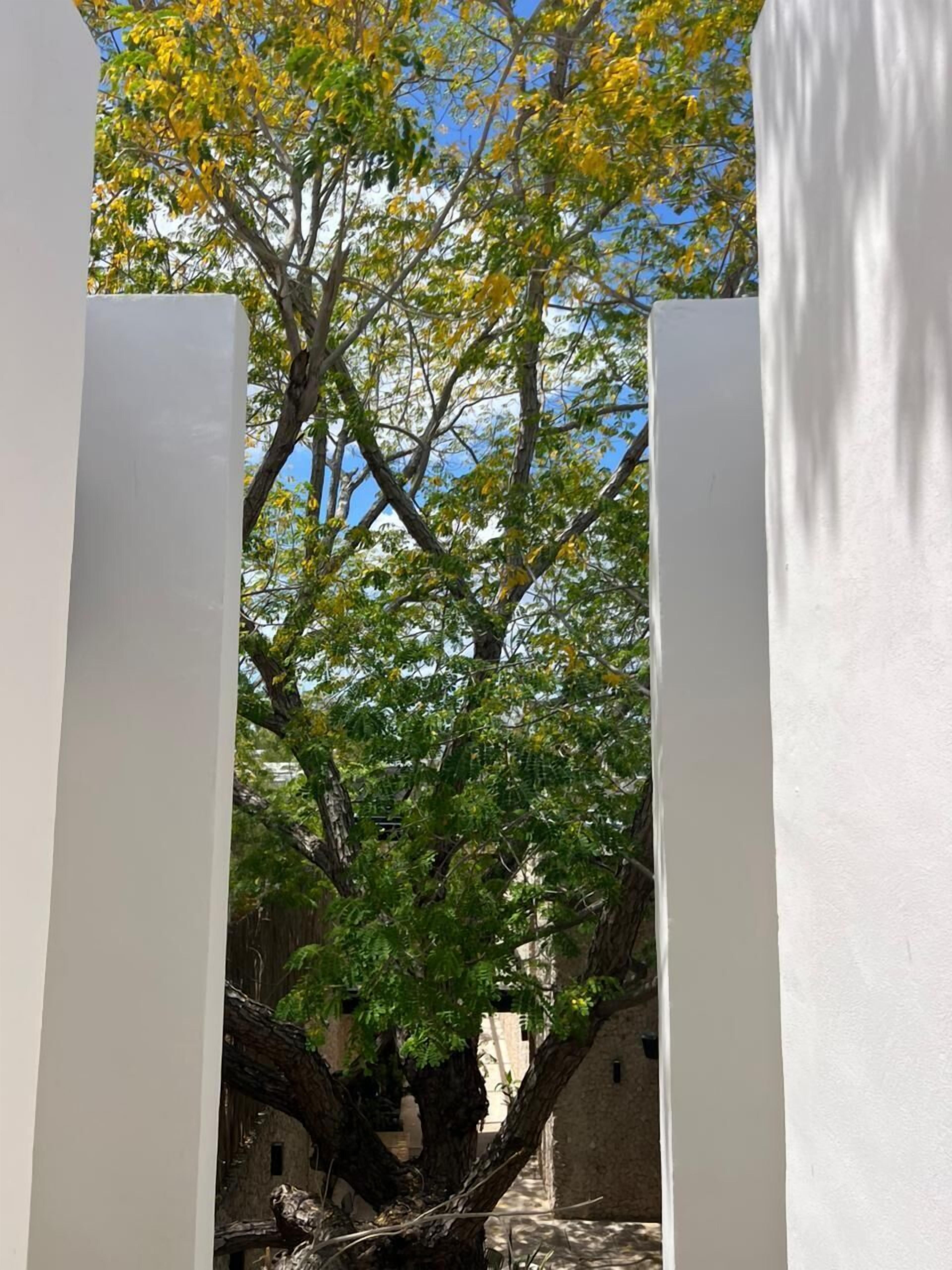 Un árbol de hojas verdes y amarillas en un patio con paredes blancas.
