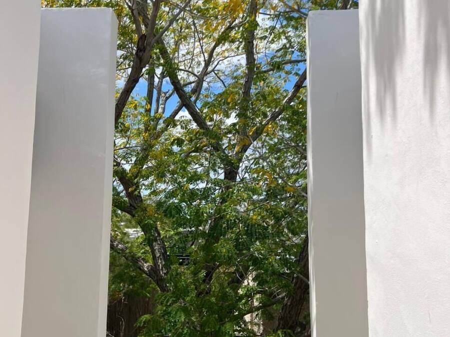 Un árbol de hojas verdes y amarillas en un patio con paredes blancas.