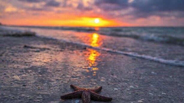 Une étoile de mer sur une plage, avec un coucher de soleil en arrière-plan.