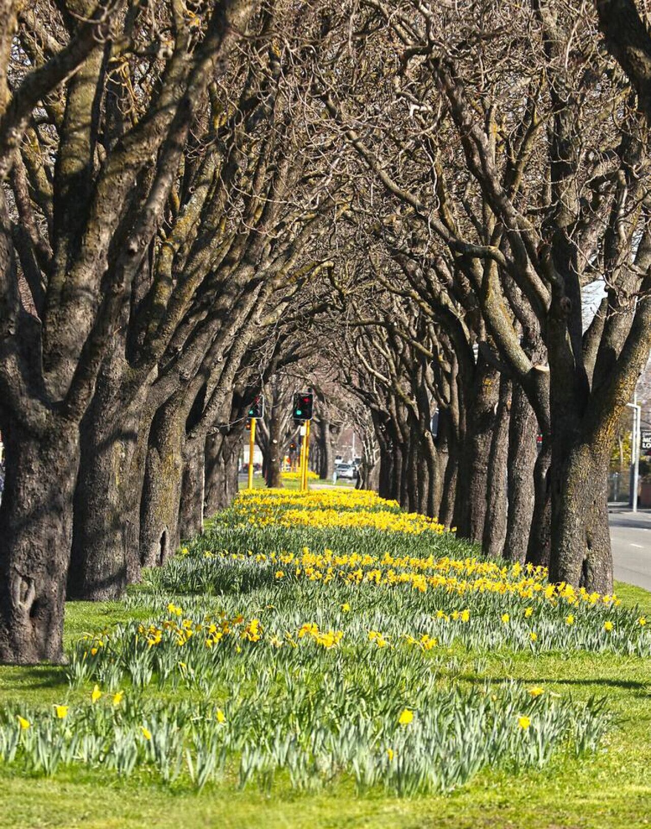A tree-lined pathway with a row of daffodils in the foreground.