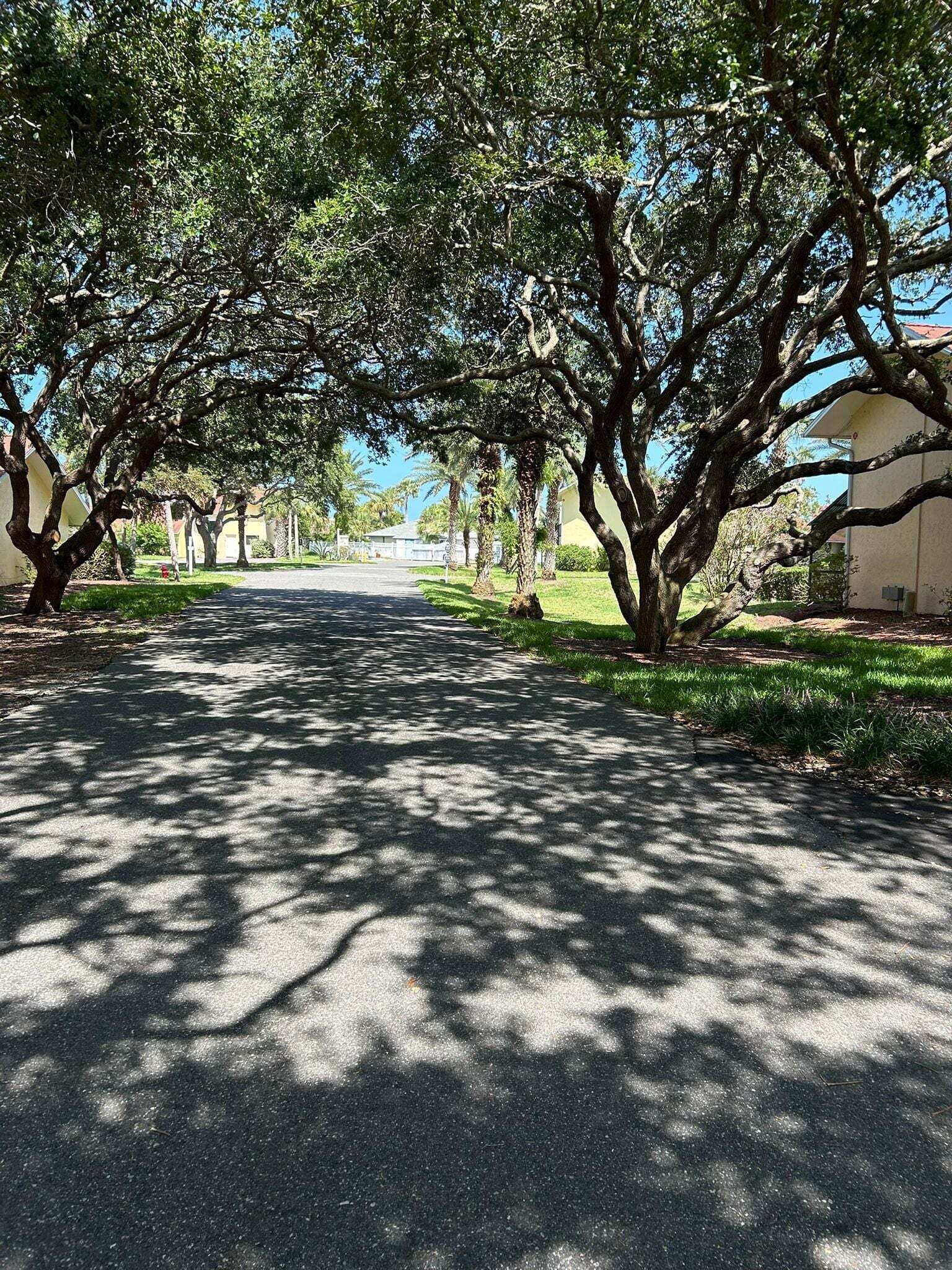 A tree-lined street with a paved road, buildings on either side, and a clear sky.