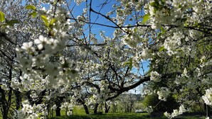 Un montaje para picnic con mesas y sillas blancas en un área con césped, rodeado de árboles en flor.