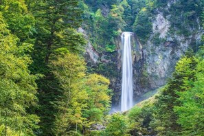 Miscellaneous - Izumigo Takayama DOG Paradise Hotel (Takayama)