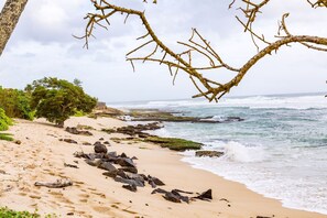 Beach - Mirissa Beach Villa (Thalaramba)