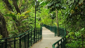 Un sendero pavimentado con barandillas verdes, rodeado de abundante follaje y árboles.