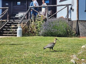Property grounds - Cabañas Alechen (El Calafate)