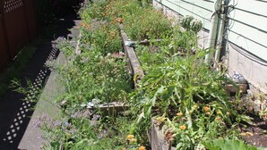 Um jardim com várias plantas e flores, uma cerca de madeira e um poste de eletricidade.
