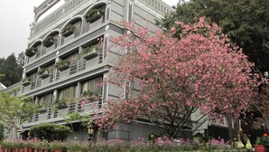 Ένα πολυώροφο κτίριο με μπαλκόνια, ένα μεγάλο δέντρο γεμάτο άνθη και έναν πέτρινο τοίχο.