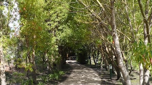 A paved pathway surrounded by trees with green foliage, leading to a distant structure. - Tsitsikhaya Lodge (Storms River)