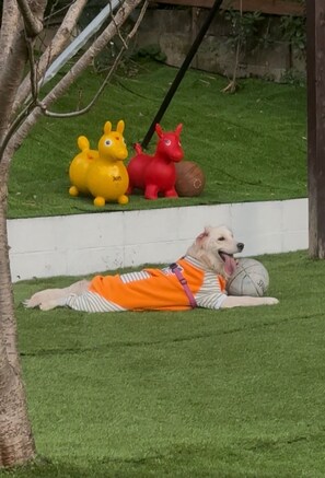 Un perro recostado sobre la hierba con juguetes y una pelota.