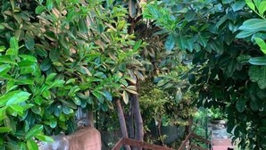 A brick pathway leading through a lush garden area with dense foliage on both sides. - Hotel Amica (Salsomaggiore Terme)