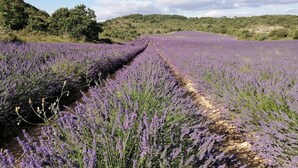 A lavender field with rows of purple flowers and a clear sky. - Unique 'Wapa Lodge' Accommodation with Shared Garden (Gras)