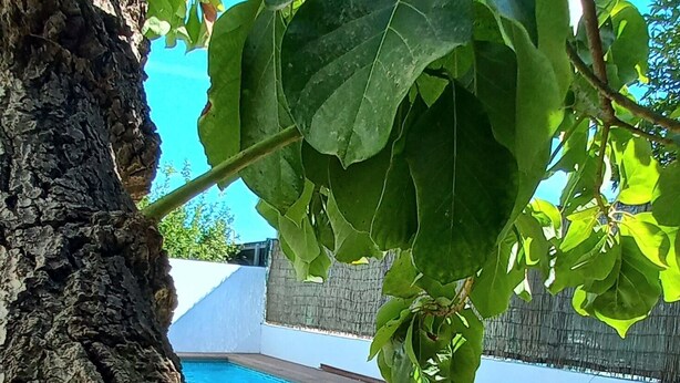 Una terraza de madera con una piscina, rodeada por un árbol y plantas en macetas.