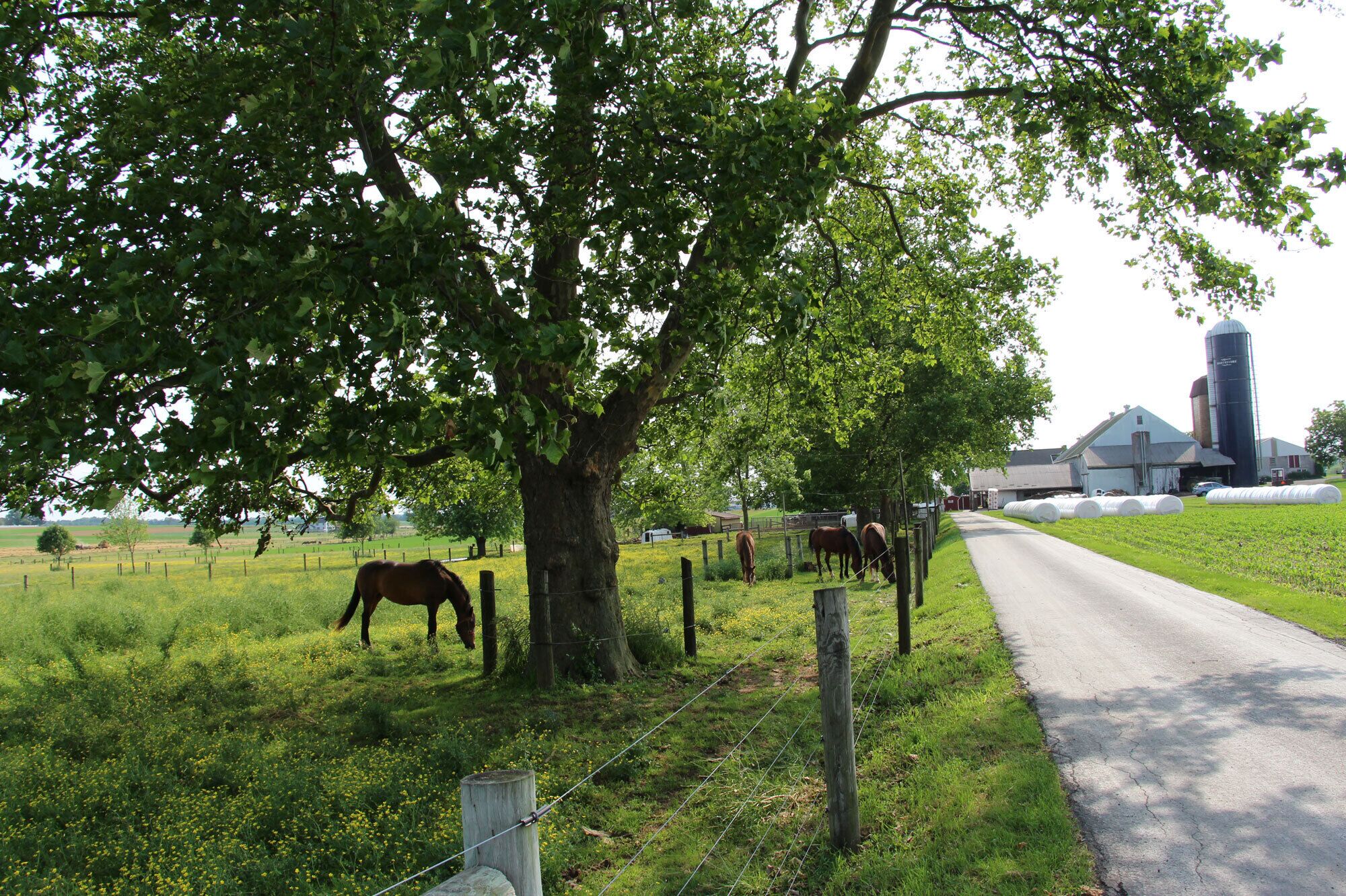 Een landelijk landschap met een weg, een boom en paarden die grazen.