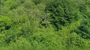 Une forêt dense sous un ciel dégagé.