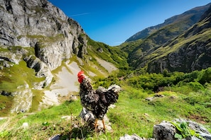 A rooster on a grassy hillside with a mountainous backdrop.