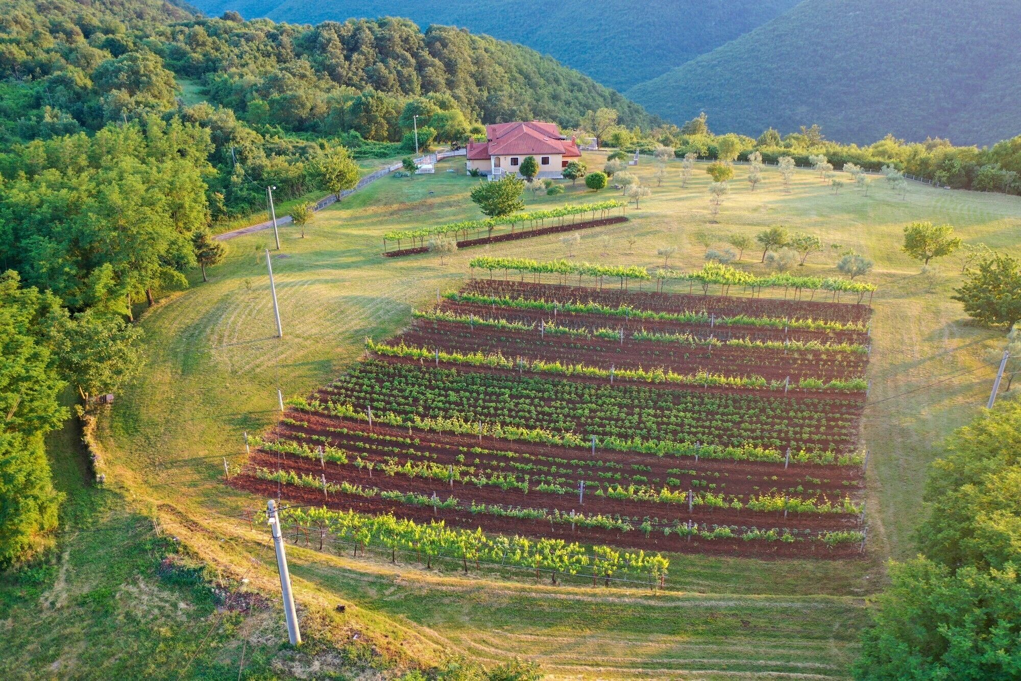 Un vigneto con filari di viti, una casa con tetto rosso e un paesaggio collinare sullo sfondo.