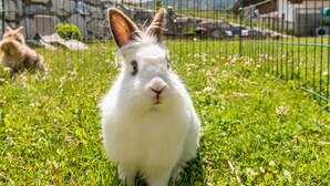 A white rabbit in a grassy outdoor area with a fence and a building in the background.