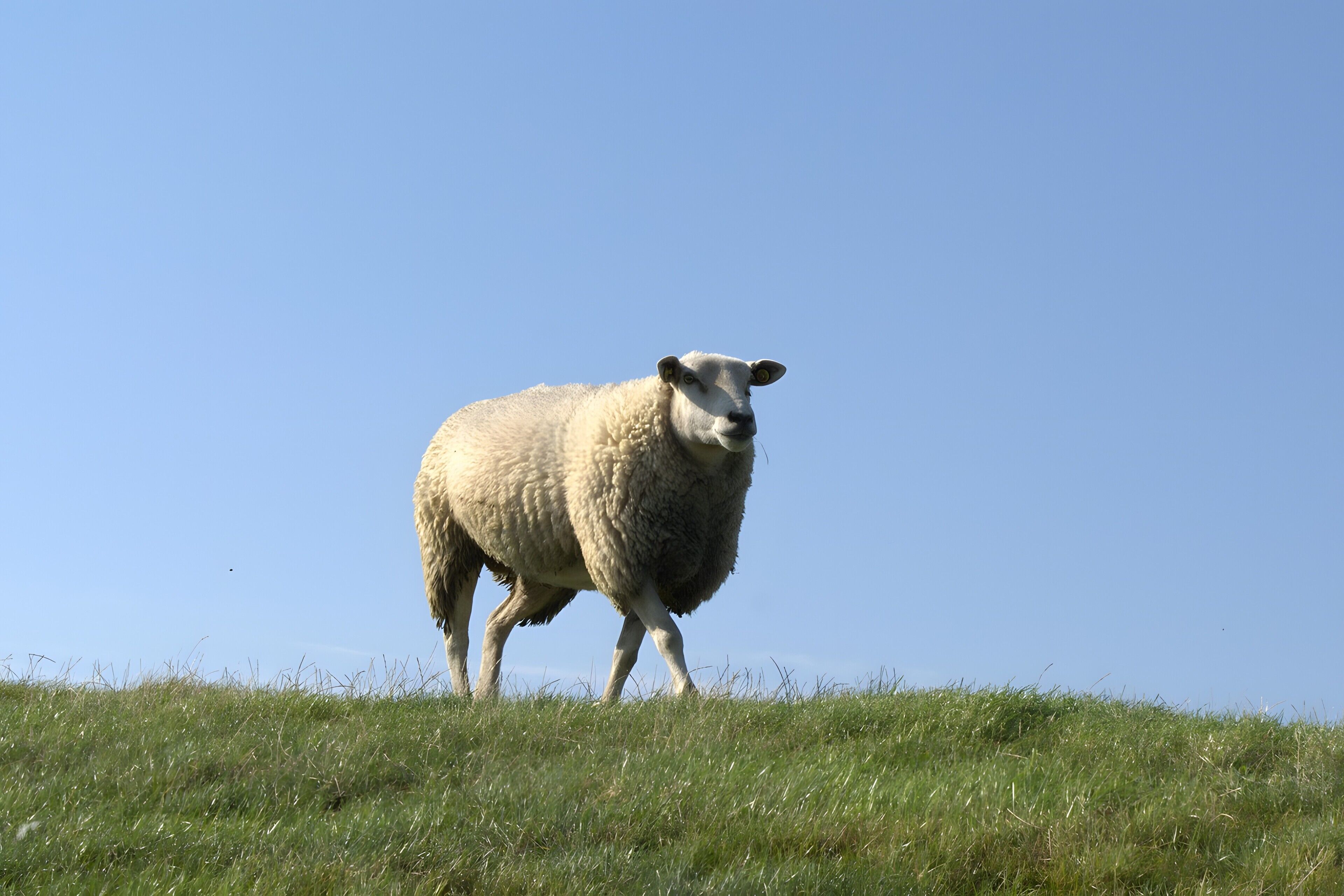 A sheep standing on a grassy hill with a clear blue sky in the background.
