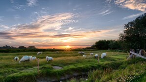 Eine Weide mit weidenden Schafen, ein Holzzaun und ein Sonnenuntergang im Hintergrund.