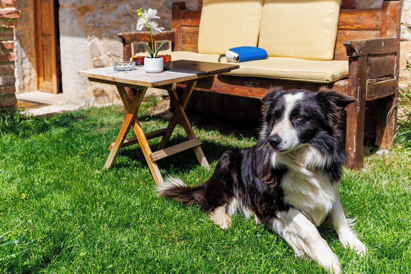 Un perro recostado sobre la hierba, con una mesa de madera y una silla al fondo.