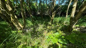 Une forêt dense, où l’on trouve une grande variété de plantes et d’arbres verts.
