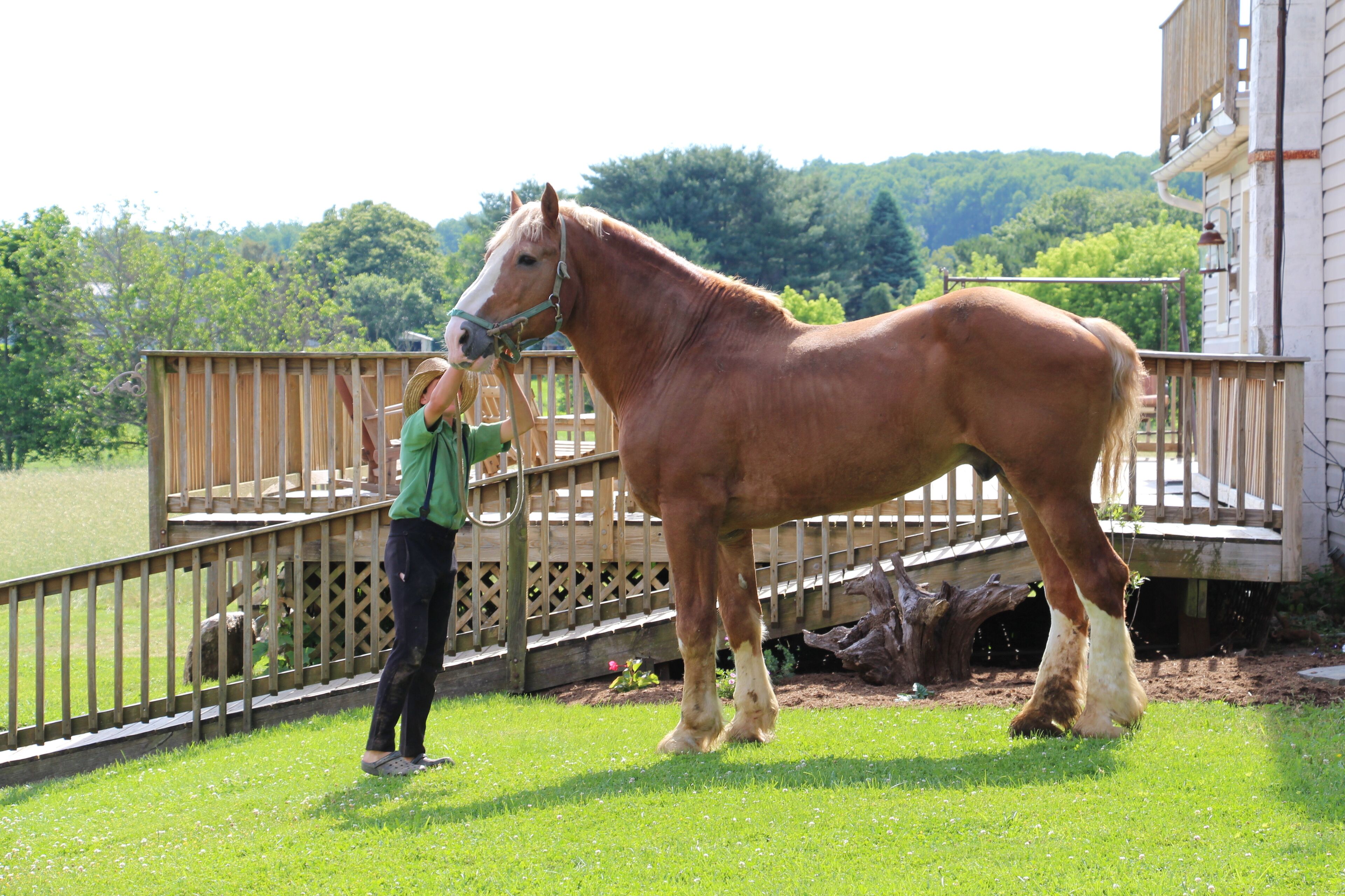 A large horse standing in a grassy area with a wooden fence and a building in the background.