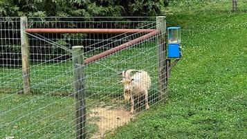 Terrein van de accommodatie