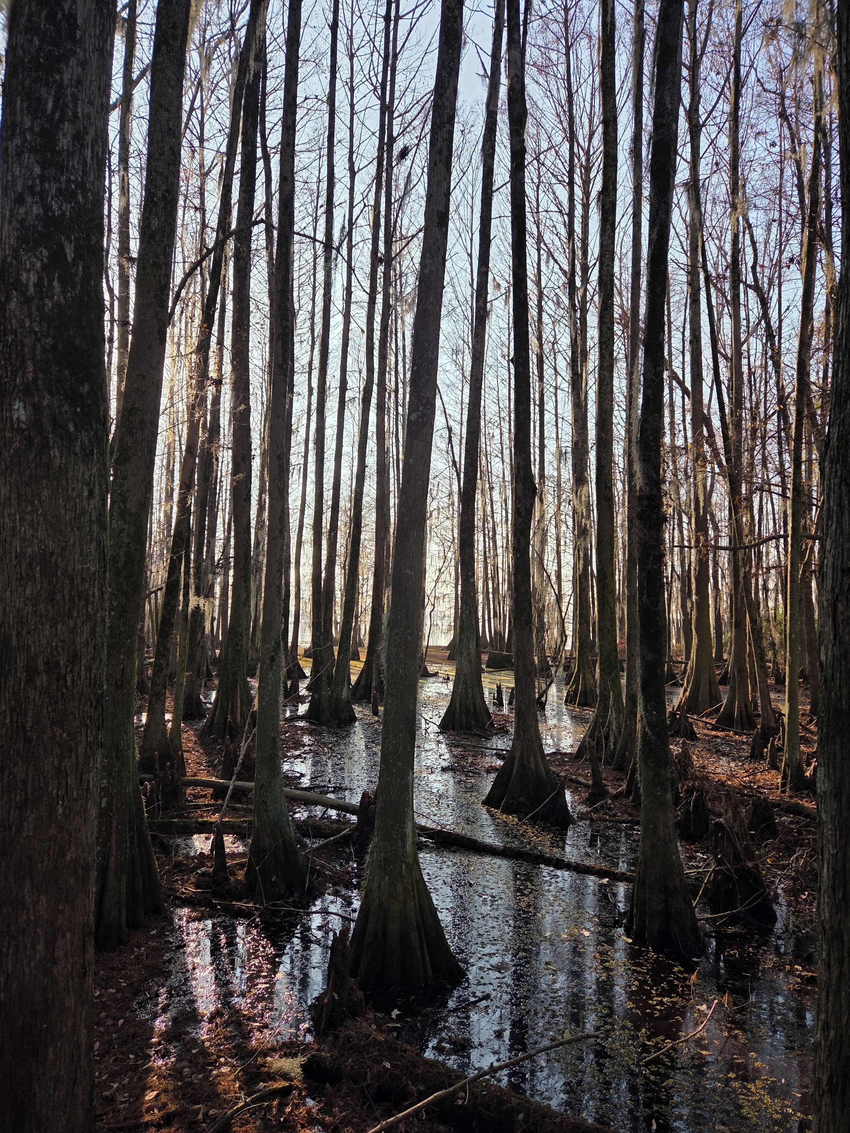 Une forêt marécageuse, avec de grands arbres sans feuilles et un sol gorgé d’eau.