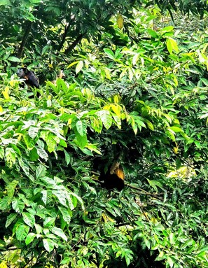 Miscellaneous - Cabaña selva tranquila, autosostenible, The Pause. Para 4 huespedes maximo (Bocas del Toro)