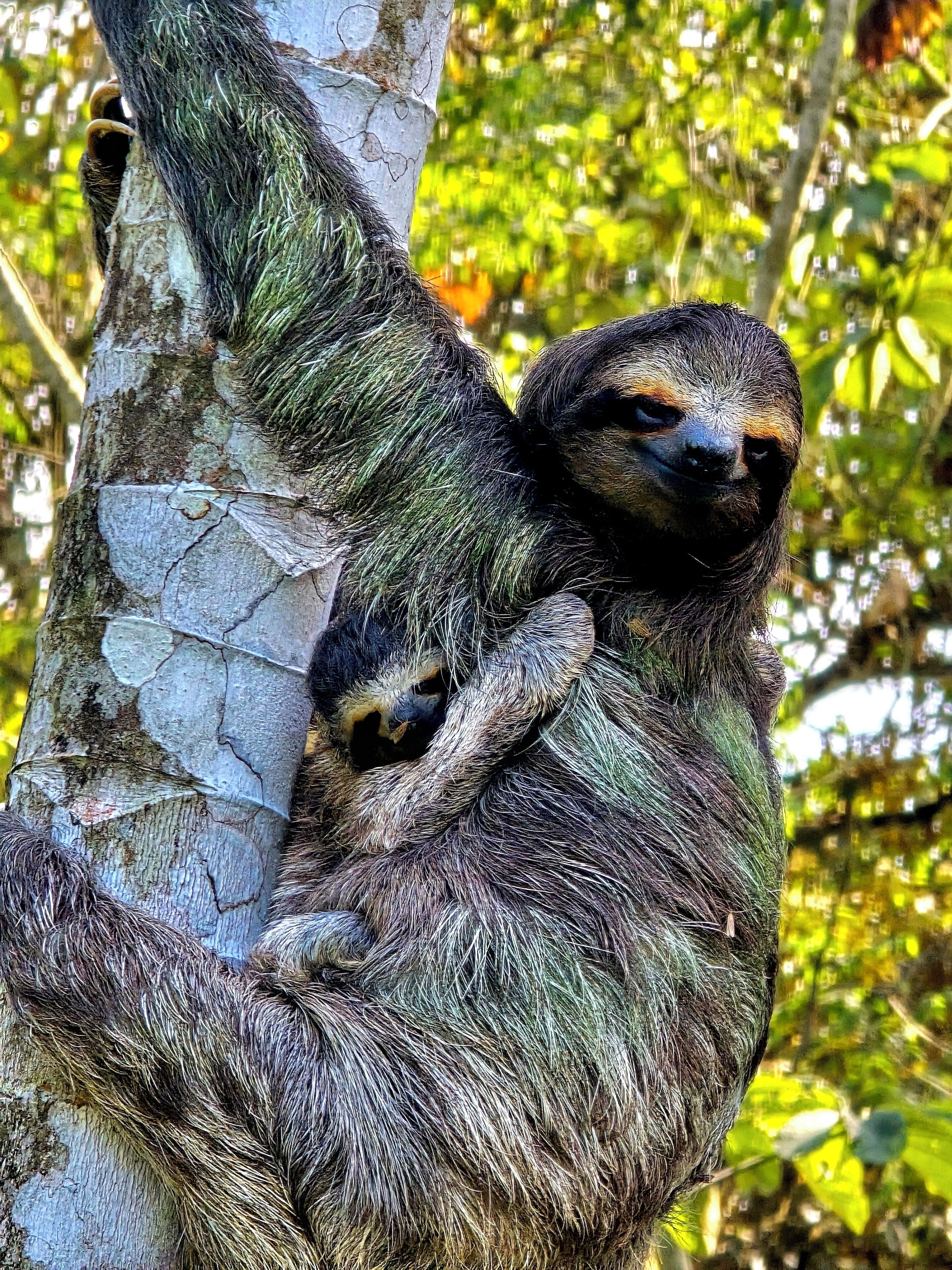 Uma preguiça agarrada ao tronco de uma árvore.