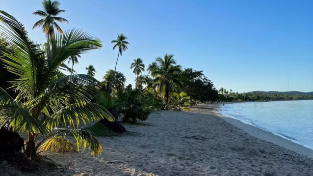 Ein Strand mit Palmen und blauem Himmel.