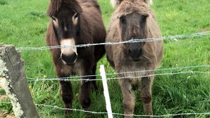 Deux ânes se tiennent derrière une clôture en fil de fer barbelé, dans un espace herbeux.