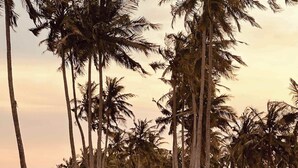 Un sendero que atraviesa un grupo de palmeras altas.