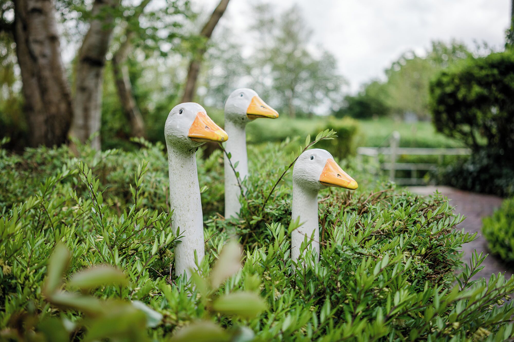 Three geese in a lush green garden with a pathway and trees in the background.