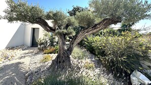A tree with a twisted trunk and dense foliage in a garden setting. - Villa Balāo - Guesthouse Men Only - LGBT (Balaruc-les-Bains)