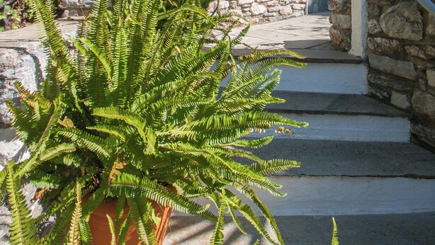Un escalier en pierre mène à une arche blanche, qui est elle-même entourée de verdure et de plantes en pot.