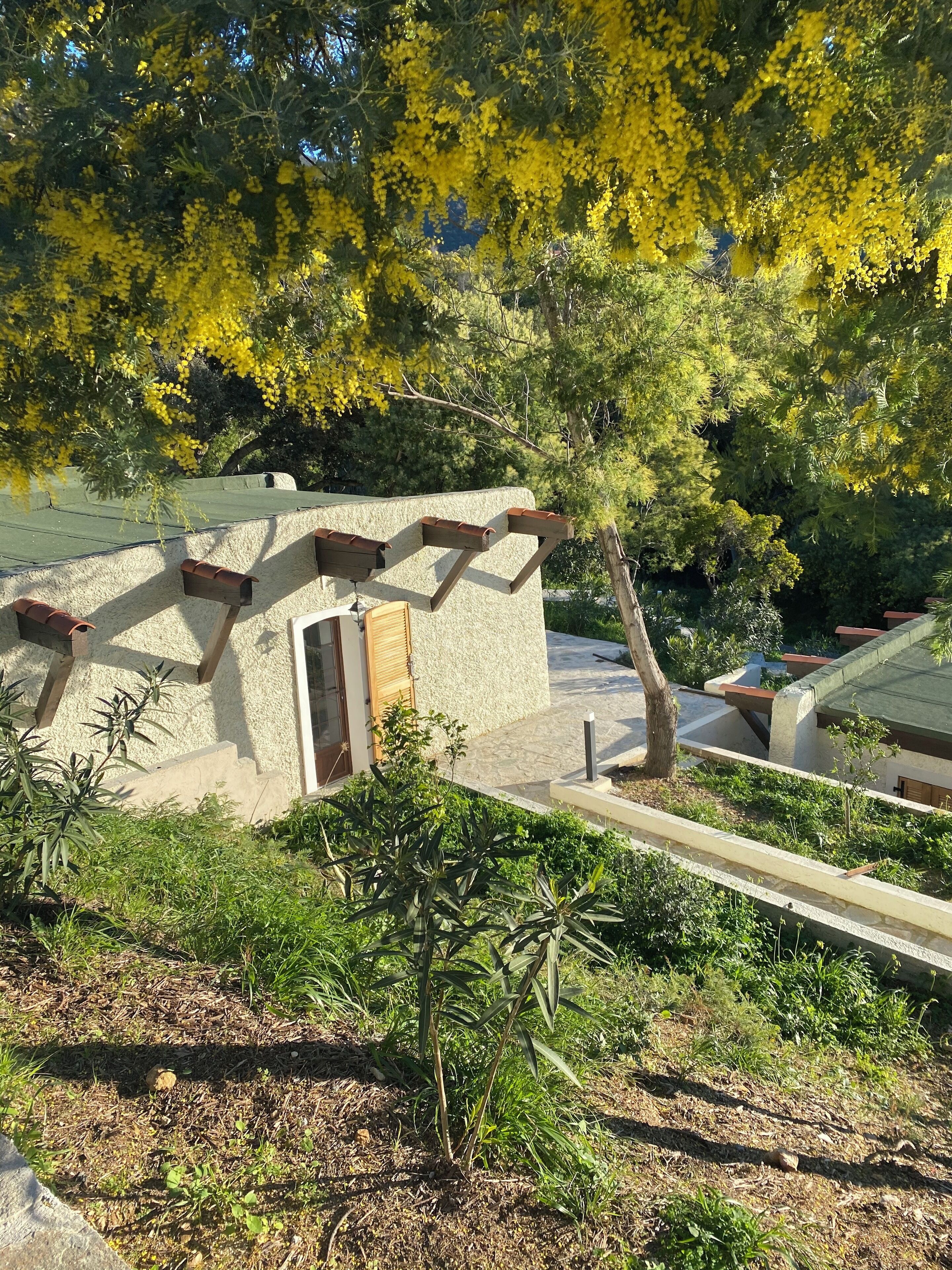 A small, rustic building with a sloped roof and a wooden door, surrounded by lush greenery and yellow flowering trees.