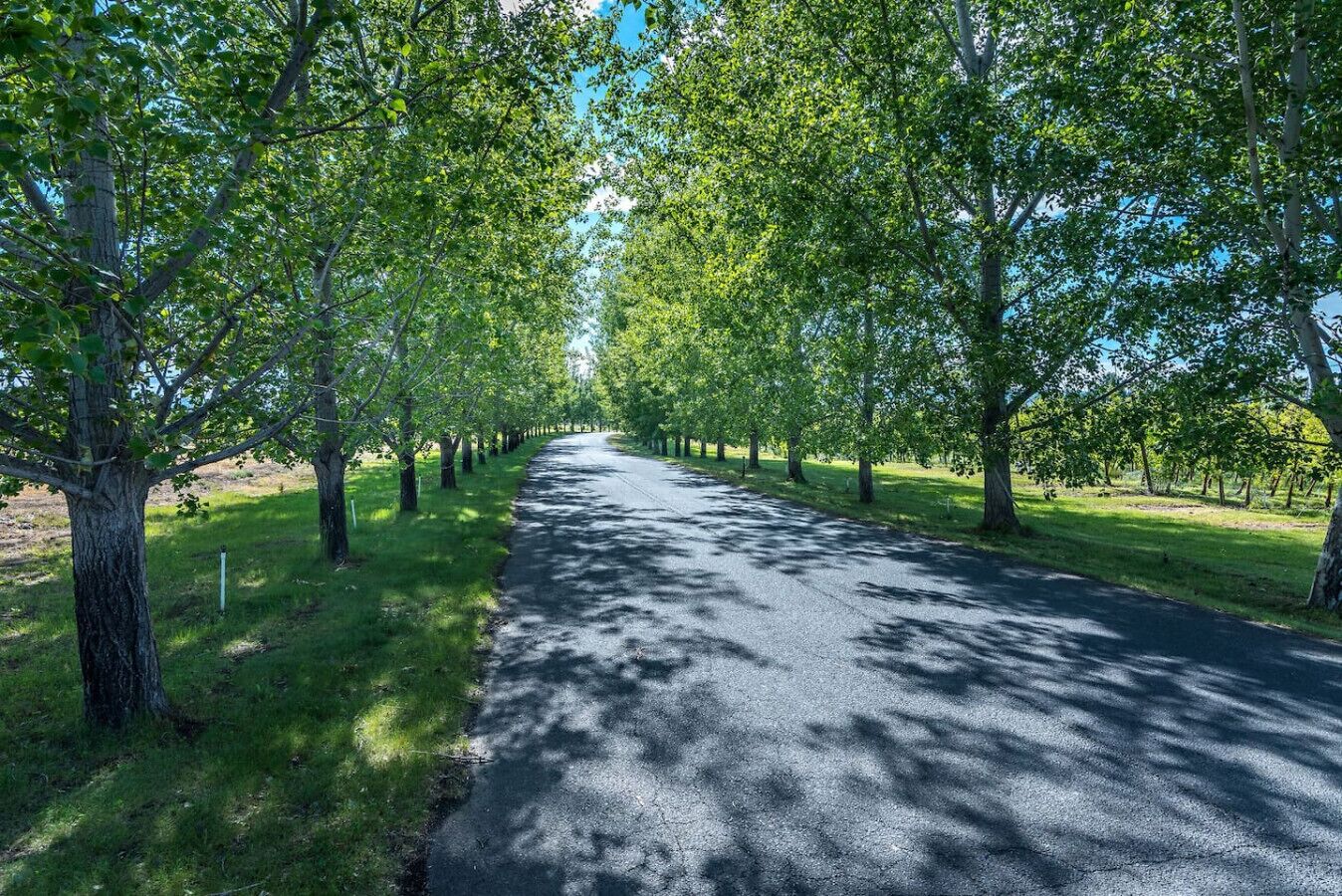 Une route bordée d’arbres, sous un ciel dégagé.