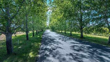 A tree-lined road with a clear sky.