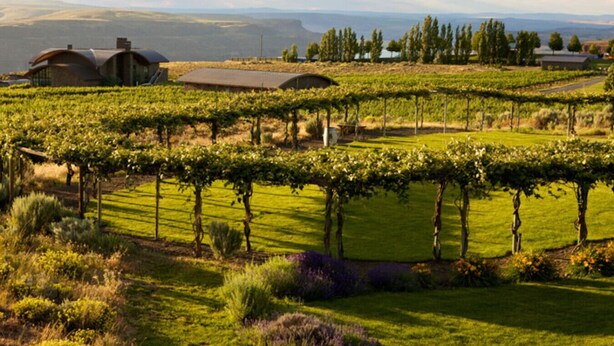 Un vignoble avec des rangées de vignes, un bâtiment doté d’un toit incurvé et une vue lointaine sur des collines.