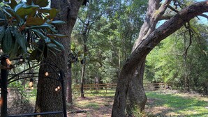 A forested area with trees, a wooden fence, and a metal structure with lights.